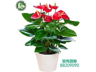 臺州榮偉創(chuàng)景園林工程有限公司新網站上線了